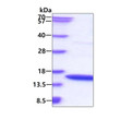 SDS-PAGE of recombinant human IFN-gamma IFNG protein under reducing conditions stained with Coomassie blue