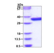 SDS-PAGE of recombinant E. coli GLK protein under reducing conditions Coomassie blue stain
