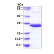 SDS-PAGE gel of recombinant E.coli idnK protein 3μg under reducing conditions stained with Coomassie blue