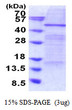 SDS-PAGE gel of recombinant human ELP4 protein 3µg under reducing conditions stained with Coomassie blue