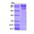 SDS-PAGE gel showing recombinant human YY1 protein 3µg under reducing conditions with Coomassie blue staining