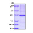 SDS-PAGE gel of recombinant human MRPS23 protein 3µg under reducing conditions stained with Coomassie blue