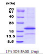 SDS-PAGE gel of recombinant mouse IL-1 alpha protein under reducing conditions Coomassie blue stain