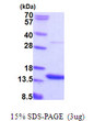 SDS-PAGE gel of recombinant human AAMDC protein 3µg under reducing conditions Coomassie blue stain