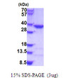 SDS-PAGE of recombinant human COPE protein 3µg under reducing conditions with Coomassie blue staining