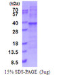 SDS-PAGE gel of recombinant human RPL7A protein under reducing conditions with Coomassie blue stain