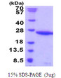 SDS-PAGE gel showing recombinant human UBE2G1 protein 3 µg under reducing conditions with Coomassie blue stain