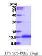 SDS-PAGE gel of recombinant human CCDC23 SVBP protein under reducing conditions