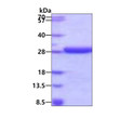 SDS-PAGE gel of recombinant human HDDC2 protein 3µg reducing conditions Coomassie stain