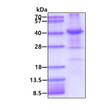 SDS-PAGE gel of recombinant human B-Raf protein under reducing conditions stained with Coomassie blue