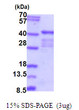 SDS-PAGE of recombinant human ELAVL2 protein under reducing conditions Coomassie blue stain