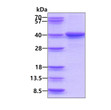 SDS-PAGE gel of recombinant human LZTFL1 protein under reducing conditions stained with Coomassie blue