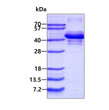 SDS-PAGE gel of recombinant human Endophilin A3 SH3GL3 protein under reducing conditions
