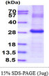 SDS-PAGE gel of recombinant human FOLR1 protein under reducing conditions stained with Coomassie blue