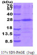 SDS-PAGE gel of recombinant human THOC7 protein under reducing conditions stained with Coomassie blue