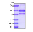 SDS-PAGE gel of recombinant human ZAG protein 3µg under reducing conditions stained with Coomassie blue