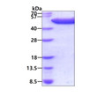 SDS-PAGE gel of recombinant E.coli tnaA protein under reducing conditions Coomassie blue stain