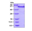 SDS-PAGE gel of recombinant human GORASP2 protein stained with Coomassie blue