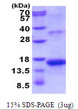 SDS-PAGE gel of recombinant human Activin A protein under reducing conditions stained with Coomassie blue