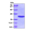 SDS-PAGE of recombinant E. coli Cyclophilin A PPIA protein under reducing conditions