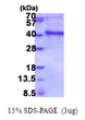 SDS-PAGE gel of recombinant human IMPAD1 protein under reducing conditions stained with Coomassie blue