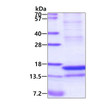 SDS-PAGE of recombinant human Reg4 protein under reducing conditions Coomassie blue stain
