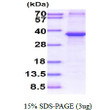 SDS-PAGE gel of recombinant human IGFBP-3 protein under reducing conditions stained with Coomassie blue