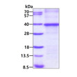 SDS-PAGE of recombinant human CTGF CCN2 protein under reducing conditions