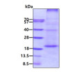 SDS-PAGE gel showing recombinant human CD27 ligand CD70 protein under reducing conditions