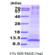 SDS-PAGE gel of recombinant human GNG12 protein under reducing conditions stained with Coomassie blue