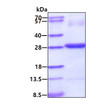 SDS-PAGE of recombinant human CTHRC1 protein under reducing conditions Coomassie stain