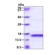 SDS-PAGE of recombinant human PDGF-B protein under reducing conditions Coomassie blue stain