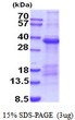 SDS-PAGE gel showing 3μg recombinant human TIM-1 KIM-1 HAVCR protein under reducing conditions Coomassie blue stain