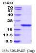 SDS-PAGE gel of recombinant human Sonic Hedgehog Shh C24II protein under reducing conditions Coomassie blue stain
