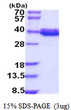 SDS-PAGE gel of recombinant human COQ9 protein 3 µg under reducing conditions with Coomassie blue staining