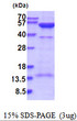 SDS-PAGE gel of recombinant human PRKAR2A protein under reducing conditions stained with Coomassie blue