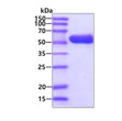 SDS-PAGE gel of recombinant E. coli glpK protein under reducing conditions Coomassie blue stain