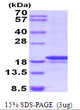 SDS-PAGE gel of recombinant human MMP-7 protein under reducing conditions Coomassie blue stain