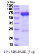 SDS-PAGE gel of recombinant human LTA4H protein under reducing conditions stained with Coomassie blue