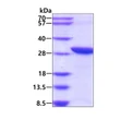 SDS-PAGE of recombinant human GID8 protein under reducing conditions with Coomassie blue stain