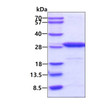 SDS-PAGE of recombinant mouse PGP9.5 UCHL1 protein under reducing conditions