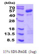 SDS-PAGE gel of recombinant human Cytohesin-1 protein 3µg under reducing conditions Coomassie blue stain