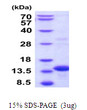 SDS-PAGE gel of recombinant human BOLA3 protein under reducing conditions stained with Coomassie blue