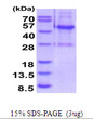 SDS-PAGE gel of recombinant human ELAC1 protein under reducing conditions stained with Coomassie blue