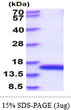 SDS-PAGE gel of recombinant rat FABP1 L-FABP protein under reducing conditions
