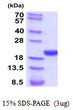 SDS-PAGE gel of recombinant rat Cyclophilin F PPIF protein 3µg reducing conditions Coomassie blue stain