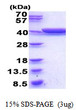 SDS-PAGE gel of recombinant E. coli gldA protein under reducing conditions stained with Coomassie blue