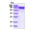 SDS-PAGE gel of recombinant human PDIA4 protein 3μg under reducing conditions Coomassie blue stain