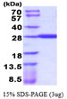 SDS-PAGE of recombinant human GSTA4 protein under reducing conditions with Coomassie stain