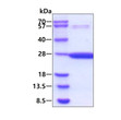 SDS-PAGE of recombinant mouse GSTP1 protein 3µg reducing conditions Coomassie stain